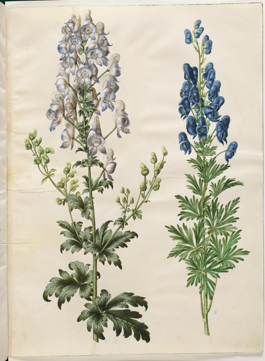 Aconitum variegatum (Bunter Eisenhut); Aconitum napellus (Echter Eisenhut) von Hans Simon Holtzbecker