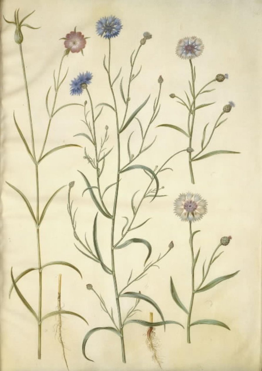 Agrostemma githago (Gewöhnliche Kornrade); Centaurea cyanus (Kornblume) von Hans Simon Holtzbecker