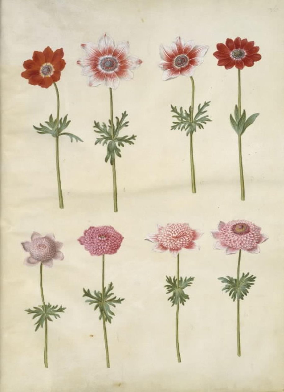 Anemone coronaria L. (Französische Anemone); Anemone pavonina (Pfauen-Anemone) von Hans Simon Holtzbecker