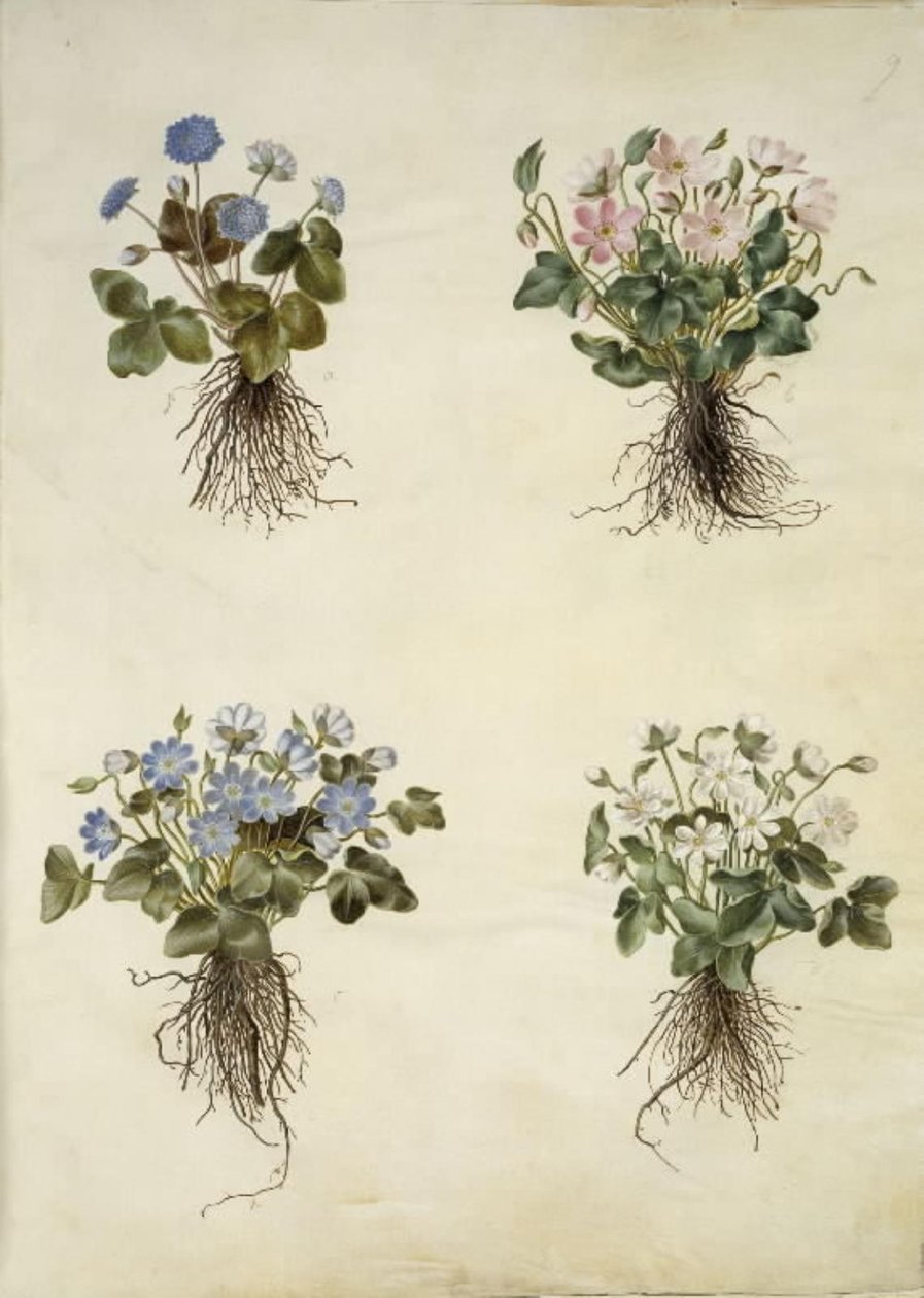 Leberblümchen (blaue Anemone) von Hans Simon Holtzbecker