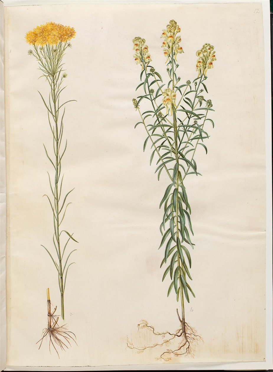 Aster linosyris (Goldhaar-Aster); Linaria vulgaris (Gewöhnliches Leinkraut) von Hans Simon Holtzbecker
