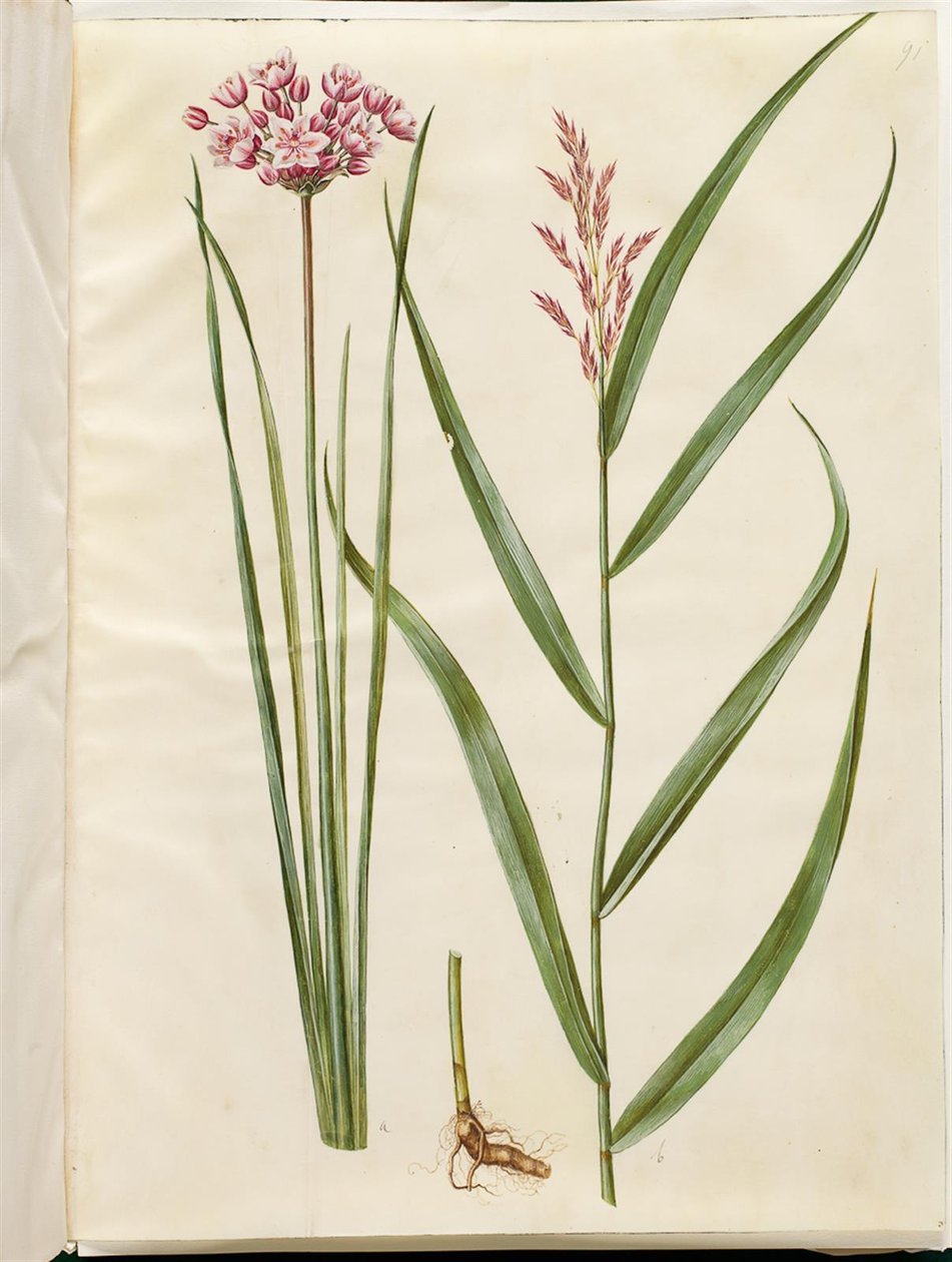 Butomus umbellatus (Brautkerze); Phragmites australis (Schilfrohr) von Hans Simon Holtzbecker