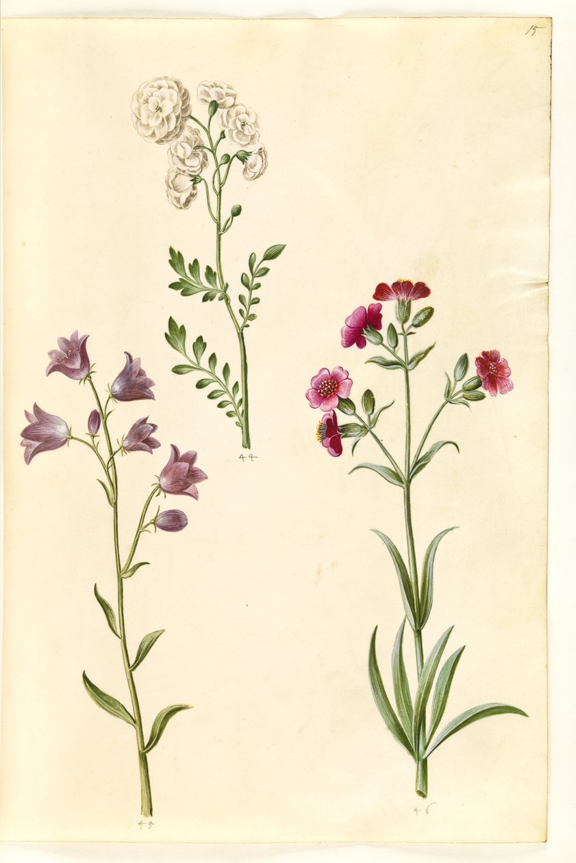 Wiesenschaumkraut; Rundblättrige Glockenblume (?); Taubenkropf-Leimkraut (?) von Hans Simon Holtzbecker
