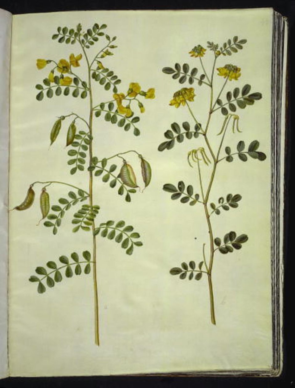 Colutea arborescens (gewöhnliche Blasenstrauch); Hippocrepis emerus (Busch-Hufeisenklee) von Hans Simon Holtzbecker