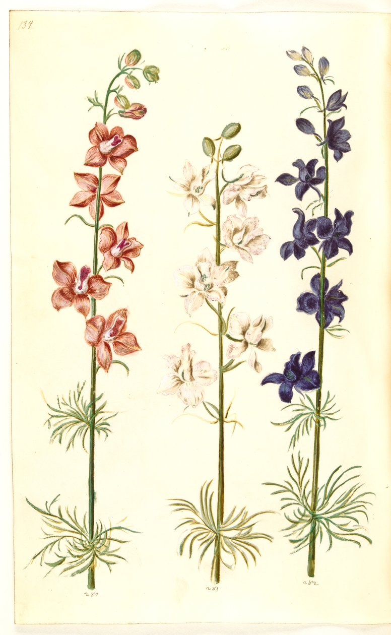 Rittersporn (Consolida ajacis) von Hans Simon Holtzbecker