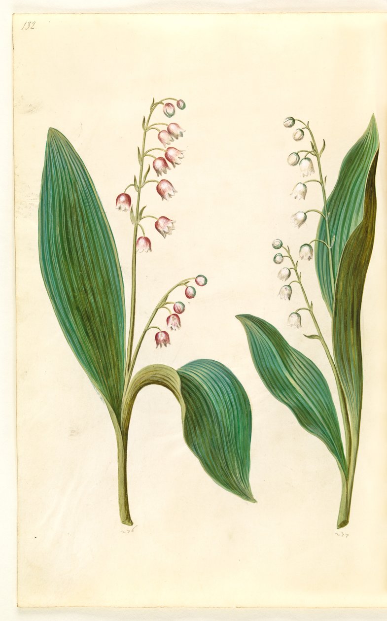 Convallaria majalis rosea (rote Maiglöckchen); Convallaria majalis (Maiglöckchen) von Hans Simon Holtzbecker