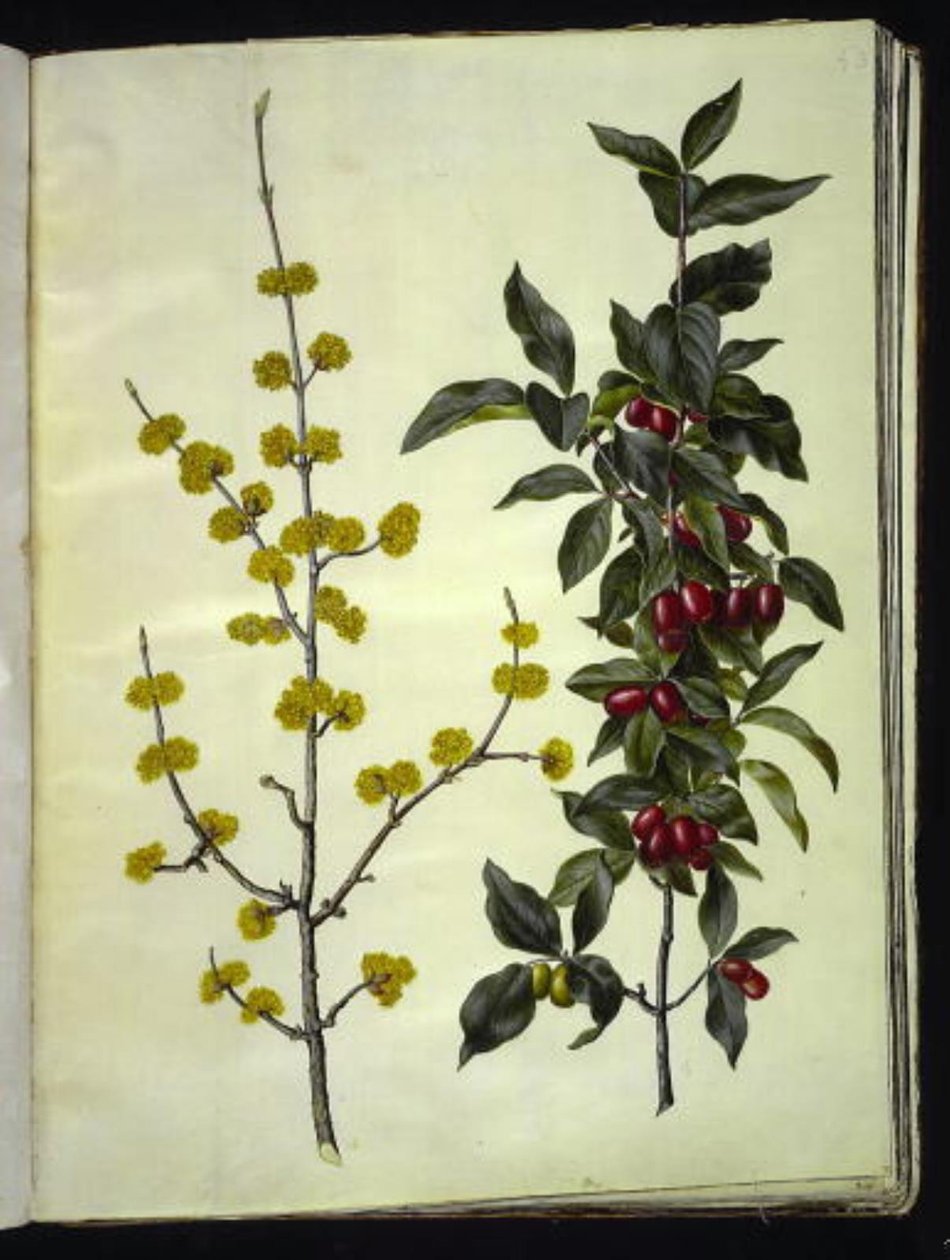 Cornus mas (Kornelkirsche) von Hans Simon Holtzbecker