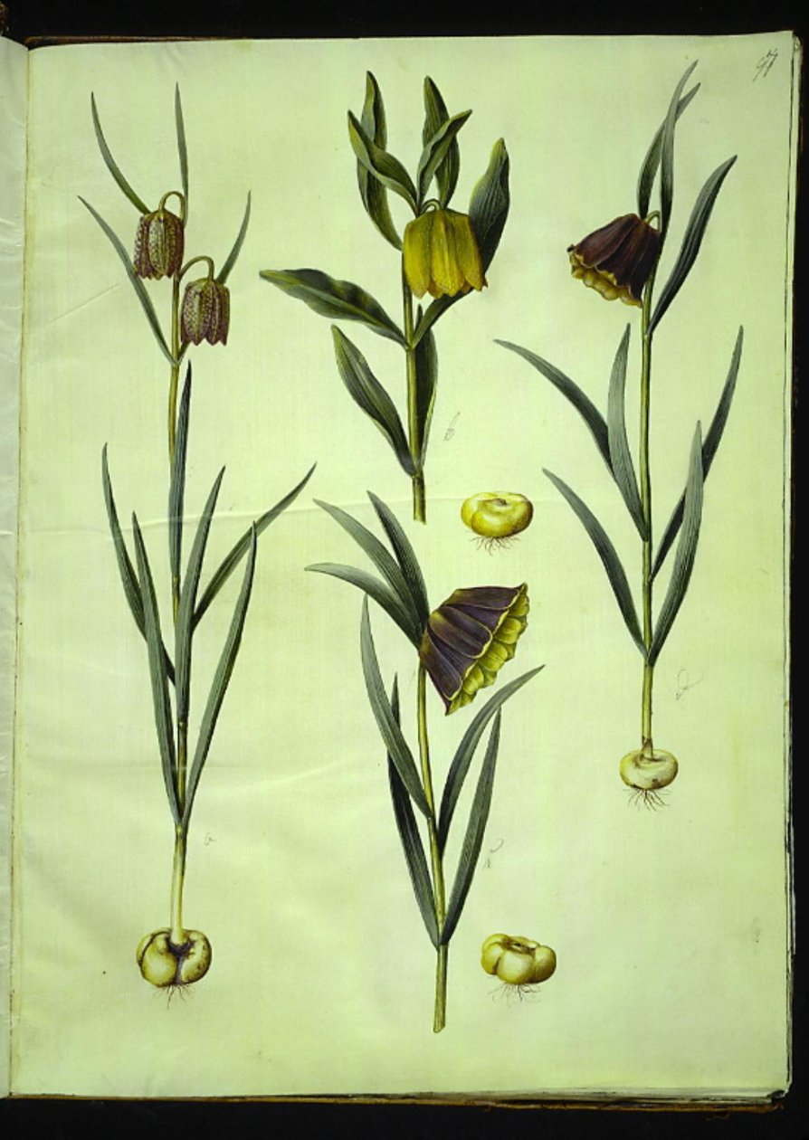 Schachbrettblume; Goldene Schachbrettblume oder Röhren-Schachbrettblume & Moggridgei; Berg-Schachbrettblume von Hans Simon Holtzbecker