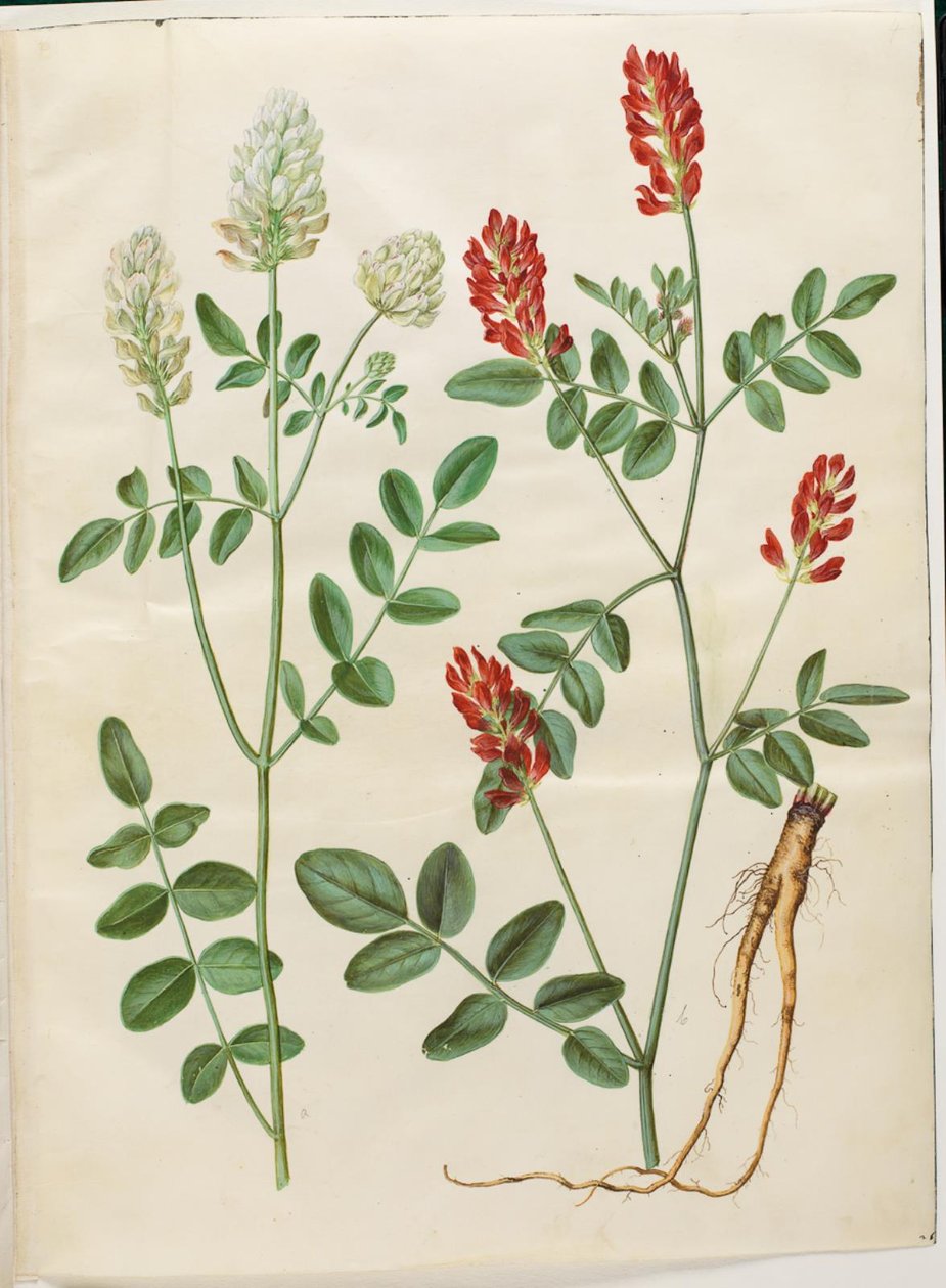 Hedysarum coronarium (Roter Hahnenklee) von Hans Simon Holtzbecker
