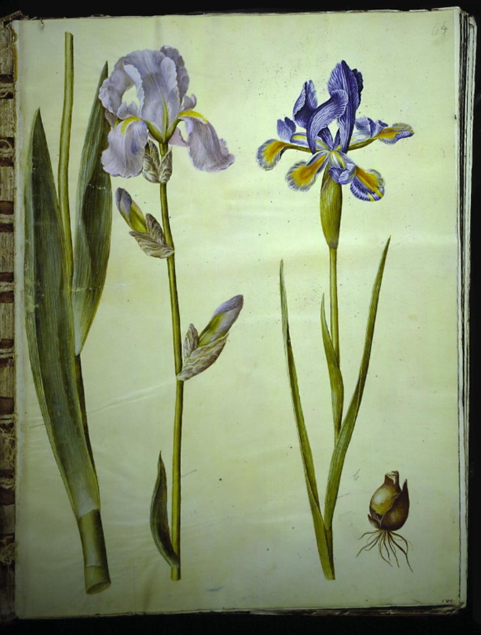 Garten-Schwertlilie (Iris ×germanica); Spanische Iris (Iris xiphium) von Hans Simon Holtzbecker