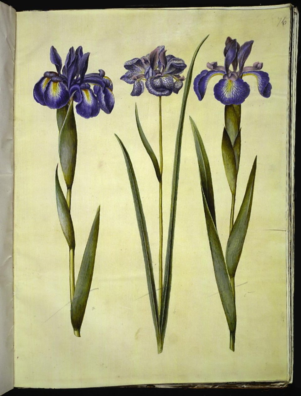 Iris latifolia (Englische Iris); Iris sibirica (Sibirische Iris) von Hans Simon Holtzbecker
