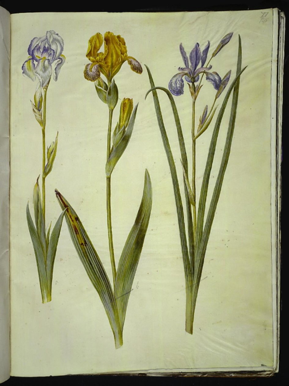 Iris pallida (Blasse Schwertlilie); Iris variegata (Bunte Schwertlilie); Iris sibirica (Sibirische Schwertlilie) von Hans Simon Holtzbecker