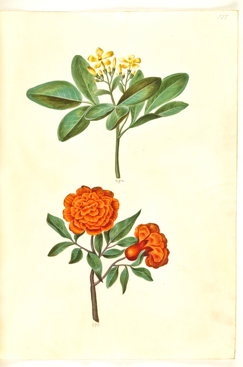 Jasminum odoratissimum (Zimmer-Jasmin); Punica granatum (Granatapfel) von Hans Simon Holtzbecker