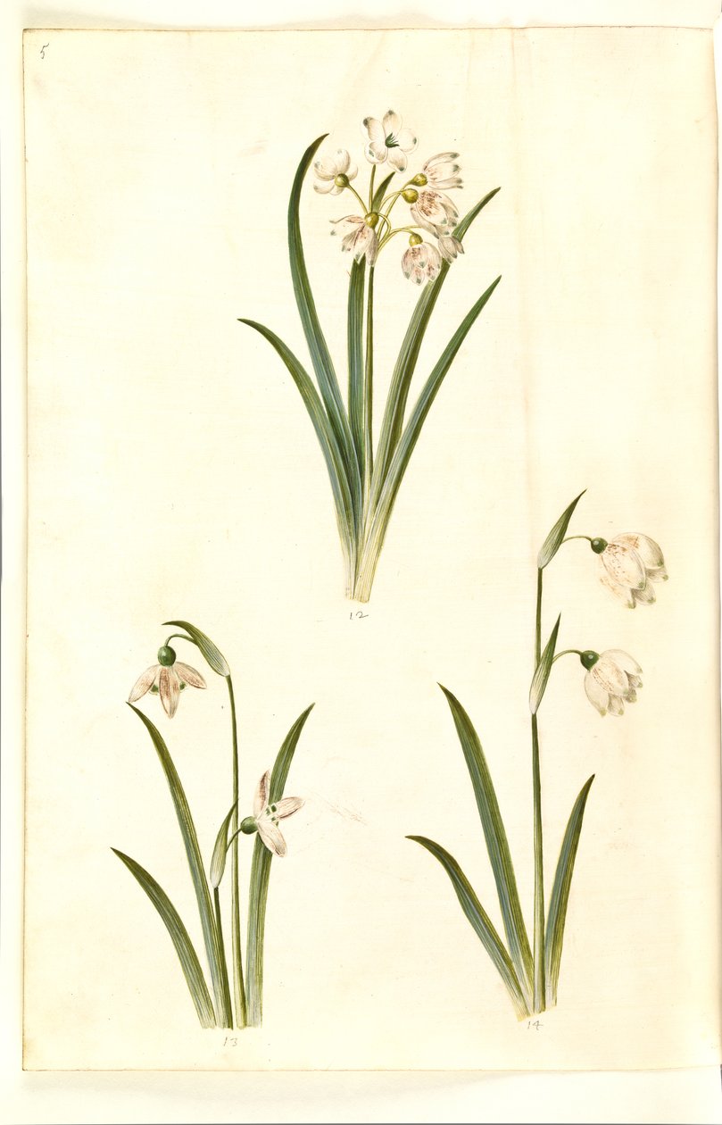 Leucojum aestivum (Sommer-Knotenblume); Galanthus nivalis (Gemeines Schneeglöckchen); Leucojum vernum (Frühlings-Knotenblume) von Hans Simon Holtzbecker