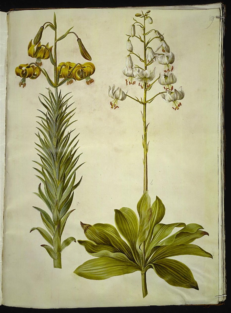 Lilium pyrenaicum (pyrenäische Lilie); Lilium martagon (Türkenbundlilie) von Hans Simon Holtzbecker