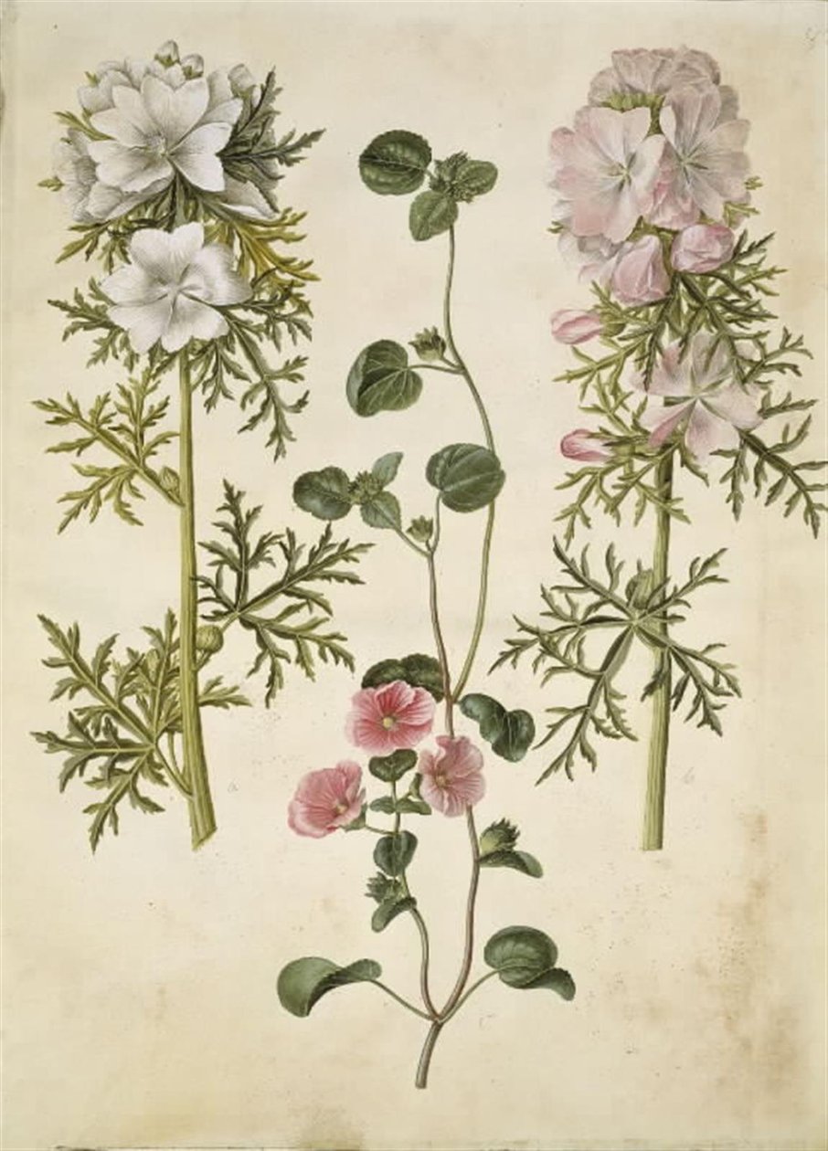 Malva moschata (Moschus-Malve); Malva oder Malope (Art der Malve oder Malope) von Hans Simon Holtzbecker