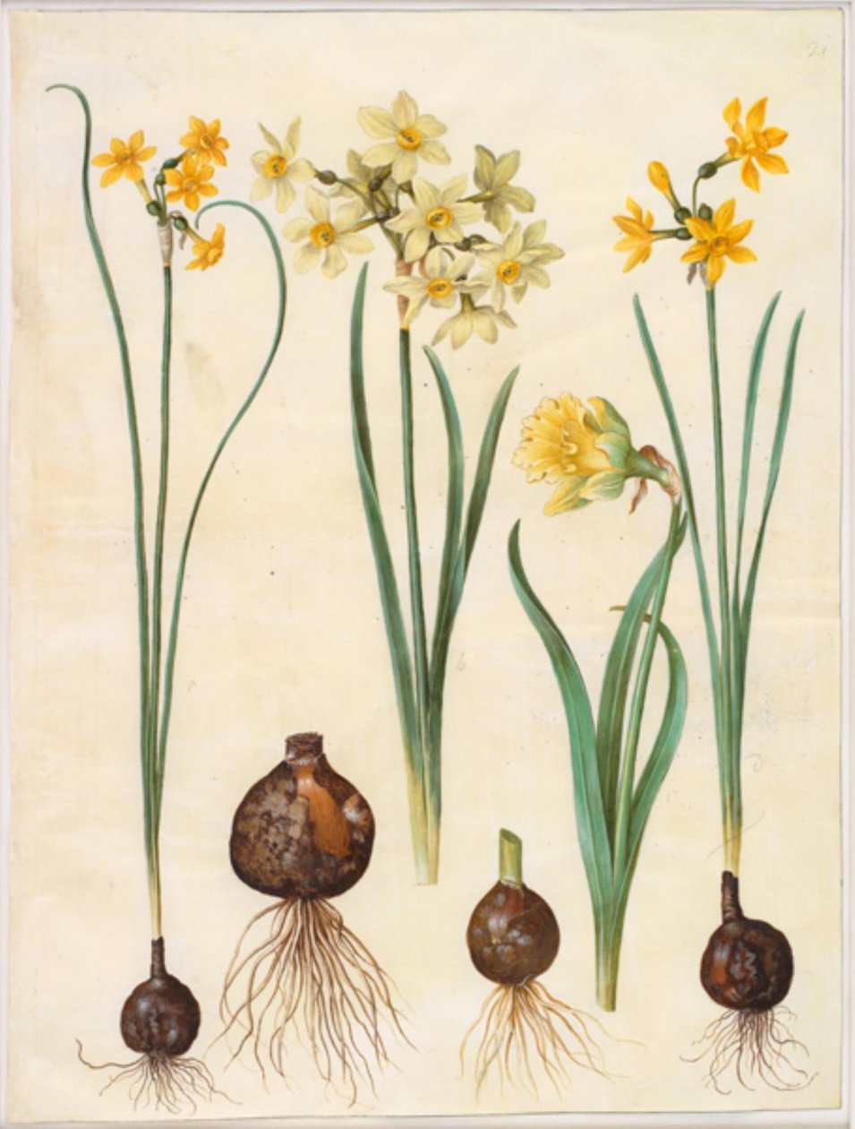 Narcissus jonquilla; Narcissus tazetta aureus; Narcissus pseudonarcissus bicolor von Hans Simon Holtzbecker