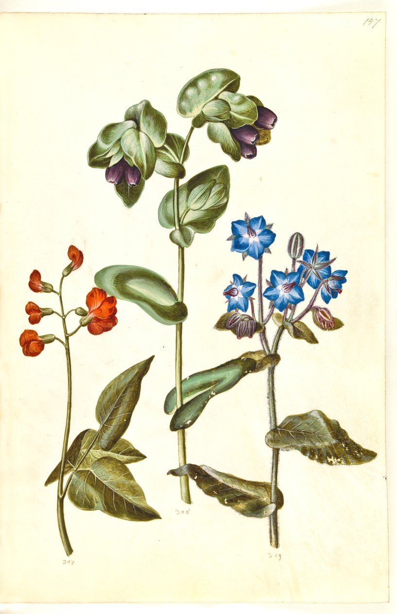 Phaseolus coccineus (Prunkbohne); Cerinthe major (Große Wachsblume); Borago officinalis (Gewöhnlicher Borretsch) von Hans Simon Holtzbecker