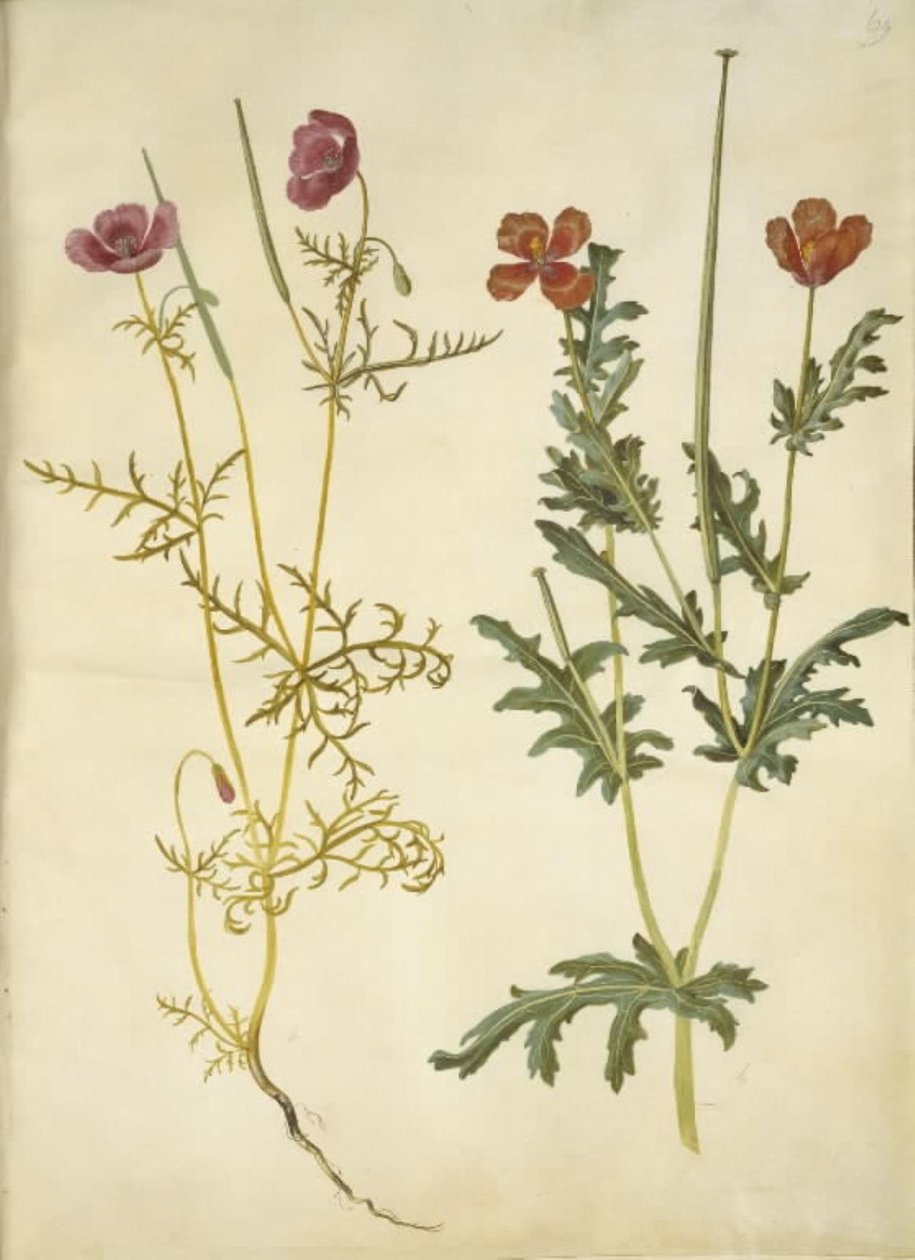 Roemeria hybrida (violette Hornmohn); Glaucium corniculatum (rote Hornschote) von Hans Simon Holtzbecker