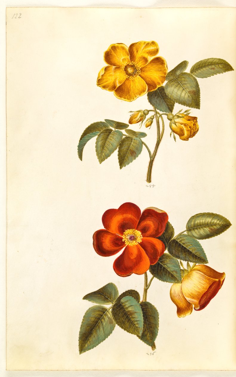 Rosa foetida (Gelbe Rose); Rosa foetida (Türkische Rose) von Hans Simon Holtzbecker