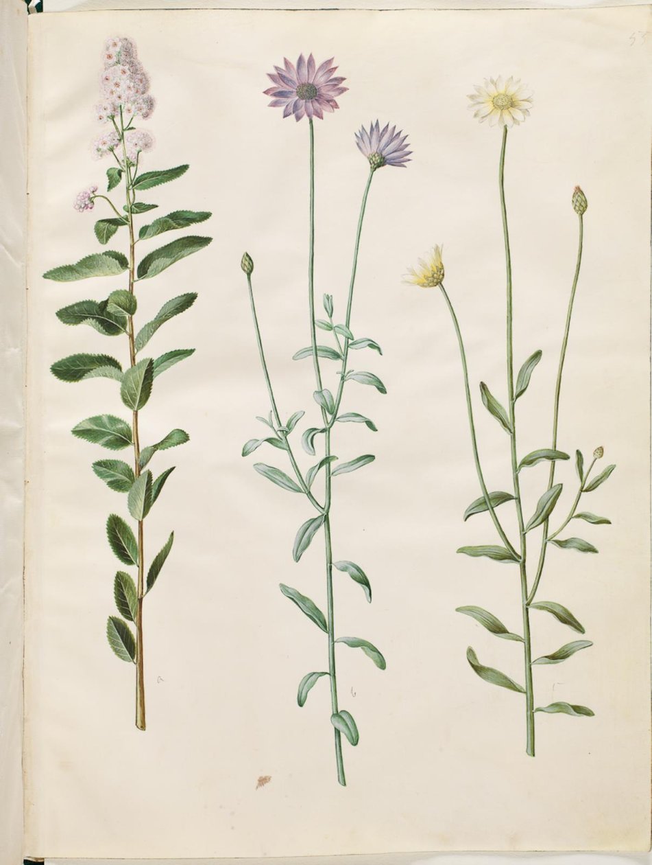 Spiraea salicifolia (Weidenblättrige Spierstrauch); Catananche caerulea (Blaue Rasselblume) von Hans Simon Holtzbecker