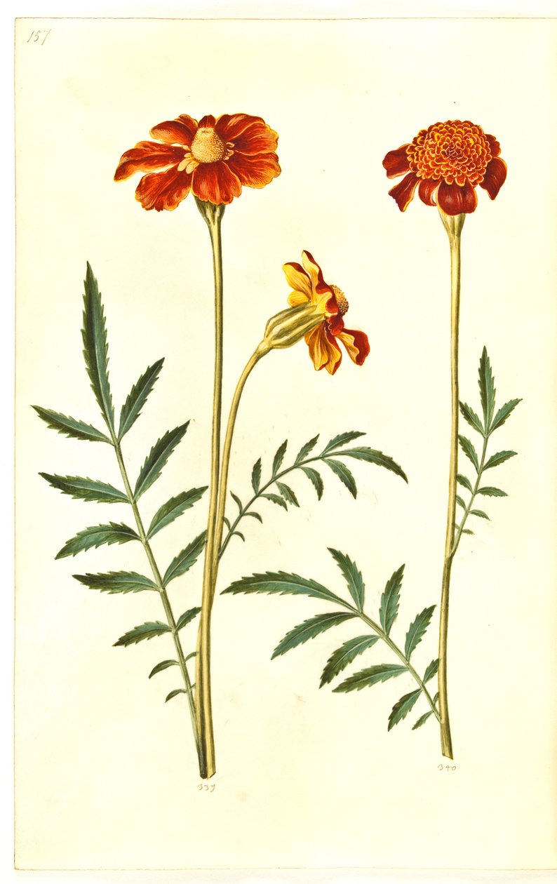 Aufrechte Studentenblume von Hans Simon Holtzbecker