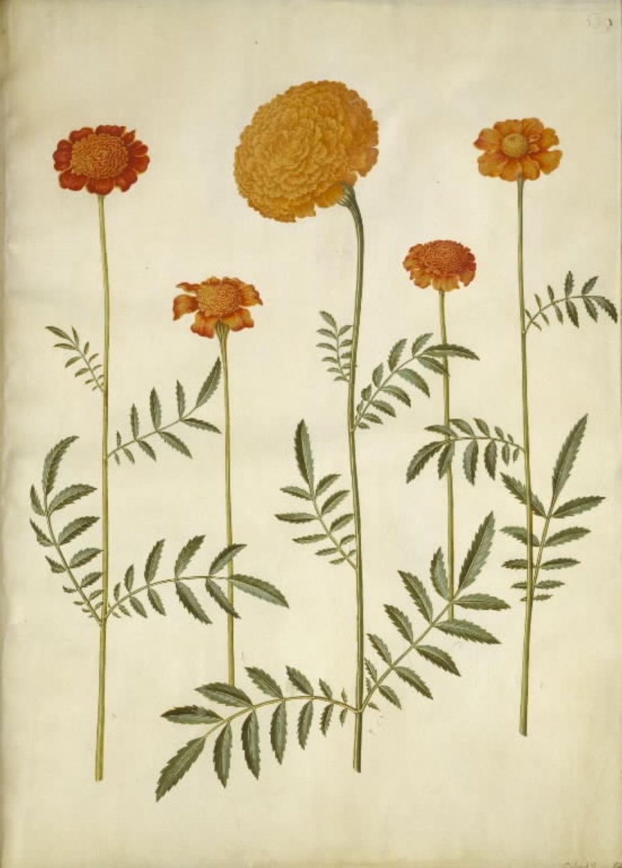 Tagetes patula (Niedrige Studentenblume); Tagetes erecta (Hohe Studentenblume) von Hans Simon Holtzbecker