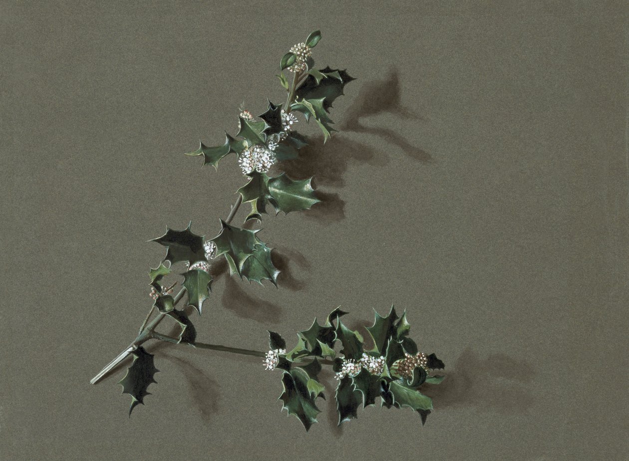 Ilex aquifolium L. Gemeine Stechpalme, ca. 1870-1920 von Harold Drinkwater