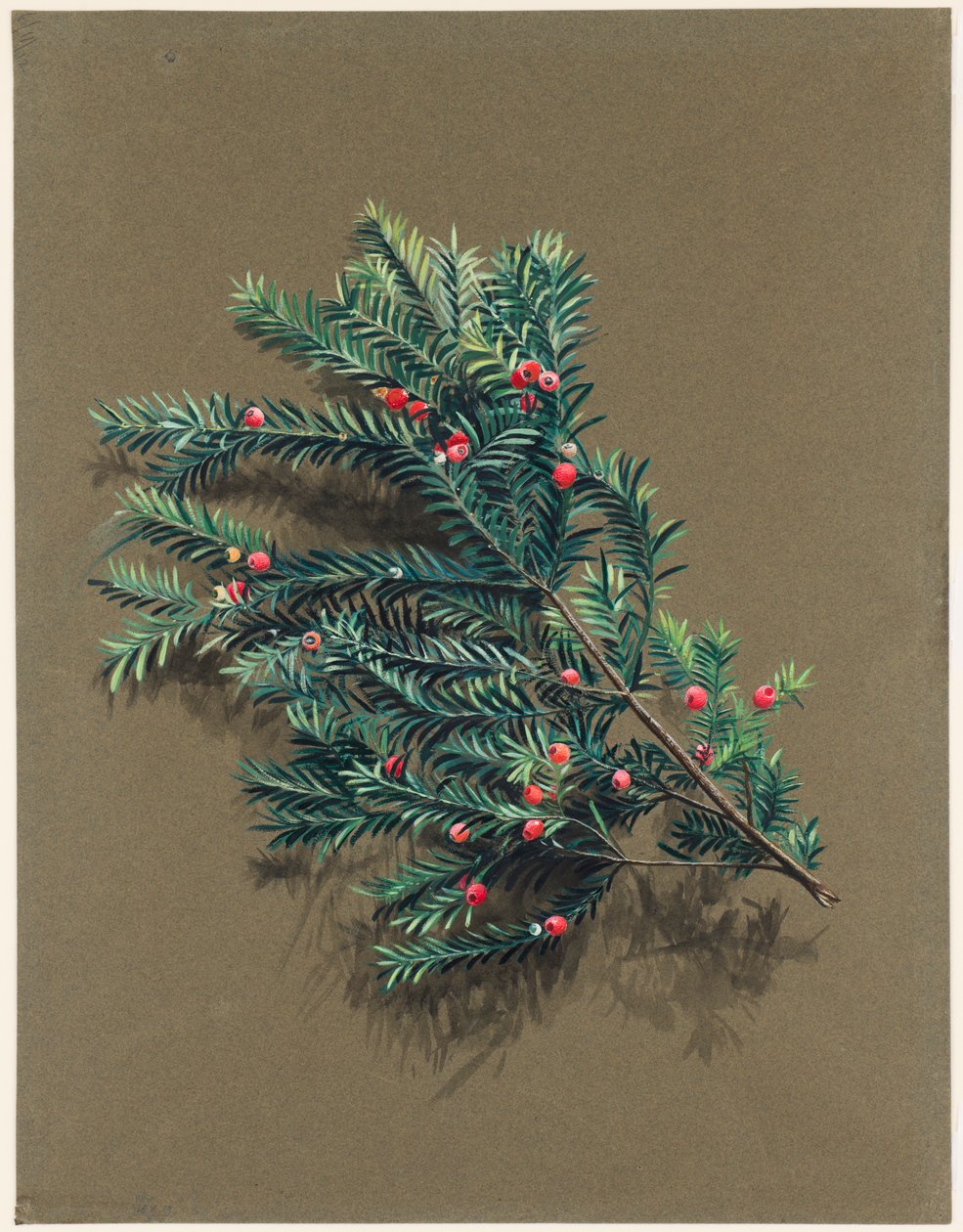 Taxus baccata L. Eibe von Harold Drinkwater