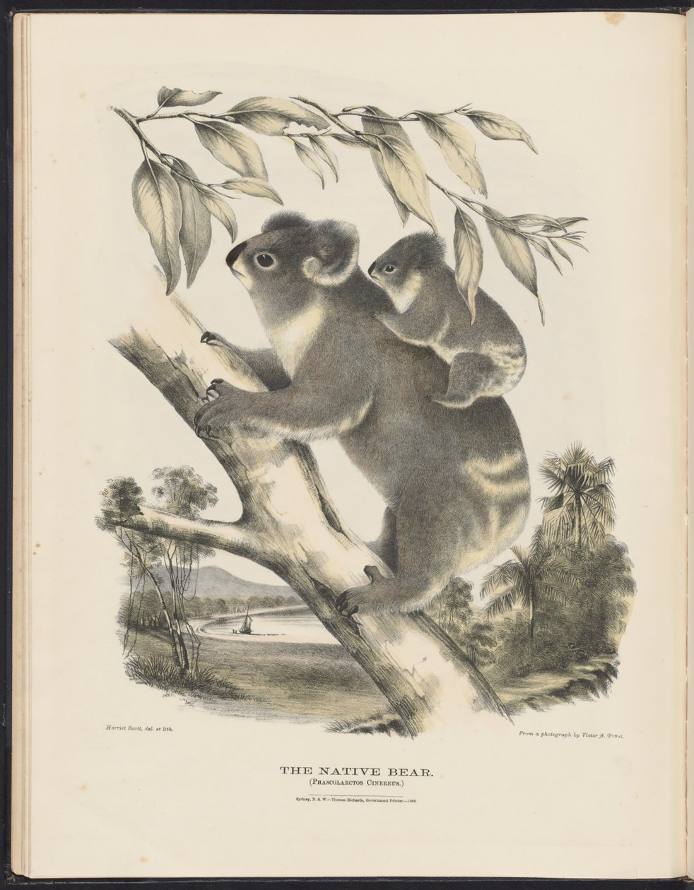 Säugetiere Australiens (Krefft) Nla.obj-33627803-7 Der Koala von Harriet Morgan