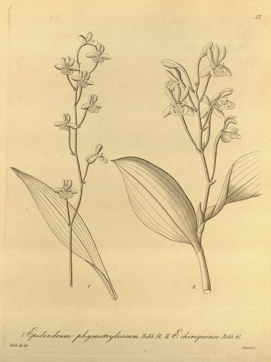 Illustration von Prosthechea varicosa (als syn. Epidendrum phymatoglossum und Epidendrum chiriquense) von Heinrich Gustav Reichenbach