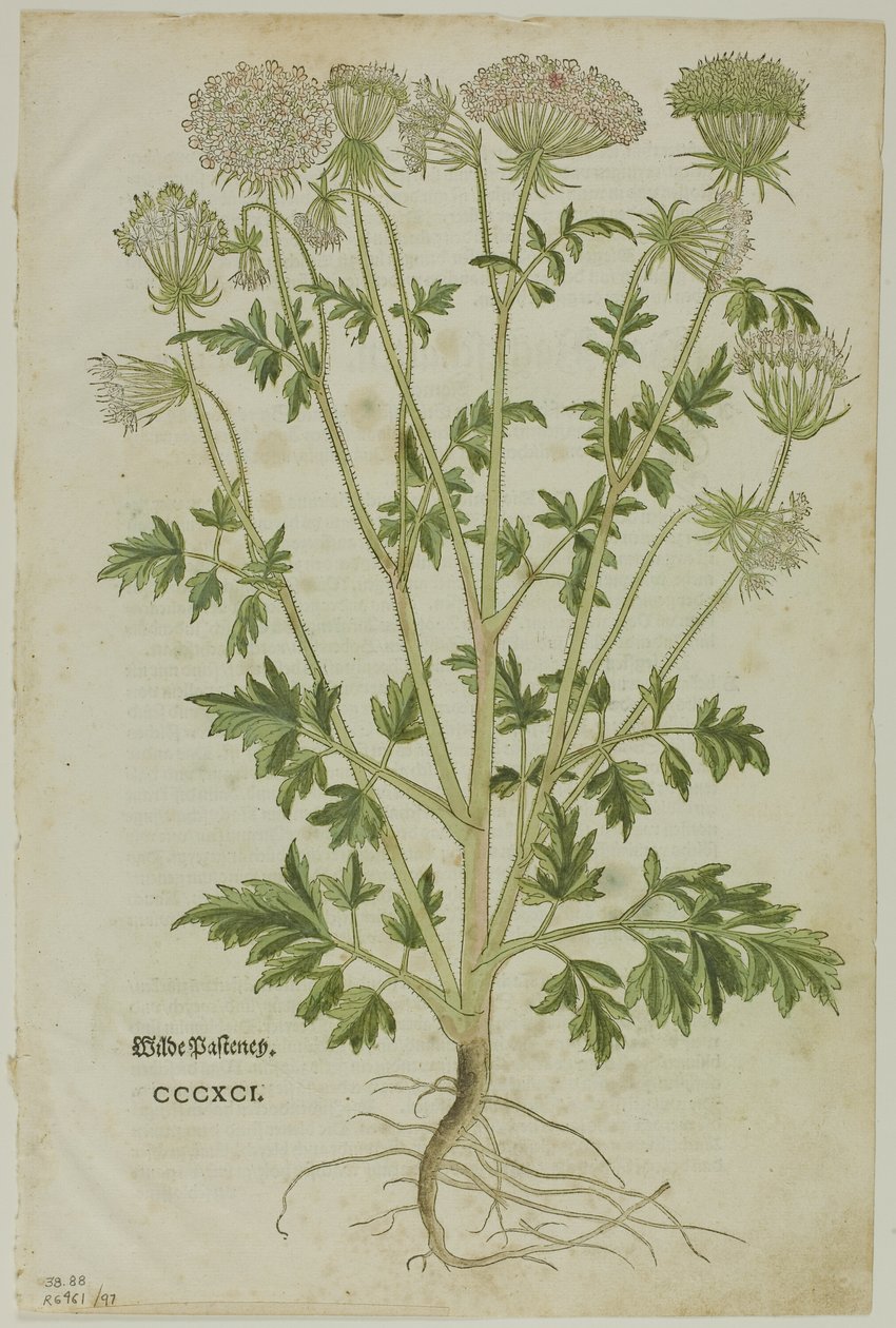 Blatt aus dem Neuen Kräuterbuch von Leonhart Fuchs, Tafel 97 aus Holzschnitte aus Büchern des XVI. Jahrhunderts von Heinrich Füllmaurer