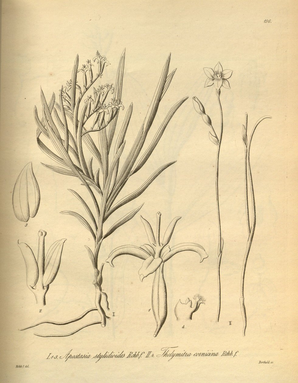 Apostasia wallichii (als Apostasia stylidioides) - Thelymitra cornicina von Heinrich Gustav Reichenbach