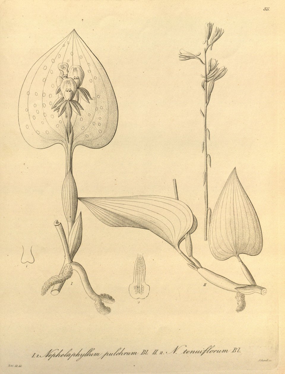 Diese Datei stammt aus der Biodiversity Heritage Library und ist online verfügbar unter biodiversitylibrary.org/page/696488 von Heinrich Gustav Reichenbach