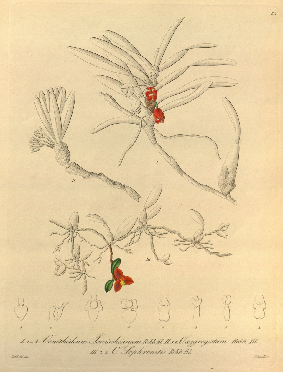 Diese Datei stammt aus der Biodiversity Heritage Library und ist online verfügbar unter biodiversitylibrary.org/page/696484 von Heinrich Gustav Reichenbach