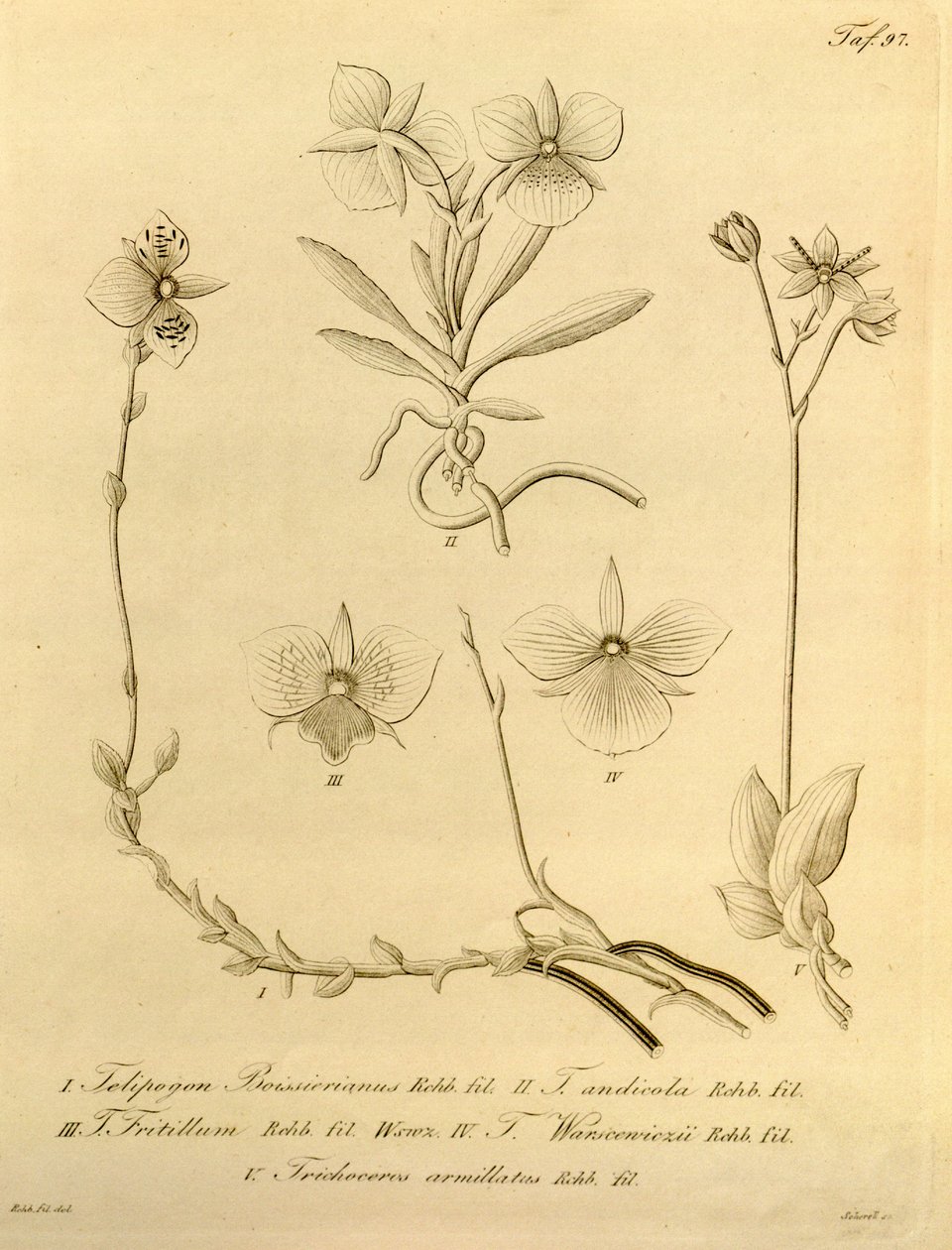 Diese Datei stammt aus der Biodiversity Heritage Library und ist online verfügbar unter biodiversitylibrary.org/page/696497 von Heinrich Gustav Reichenbach