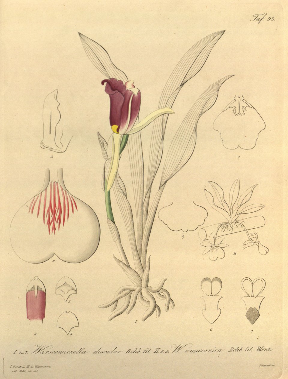 Diese Datei stammt aus der Biodiversity Heritage Library und ist online verfügbar unter biodiversitylibrary.org/page/696493 von Heinrich Gustav Reichenbach