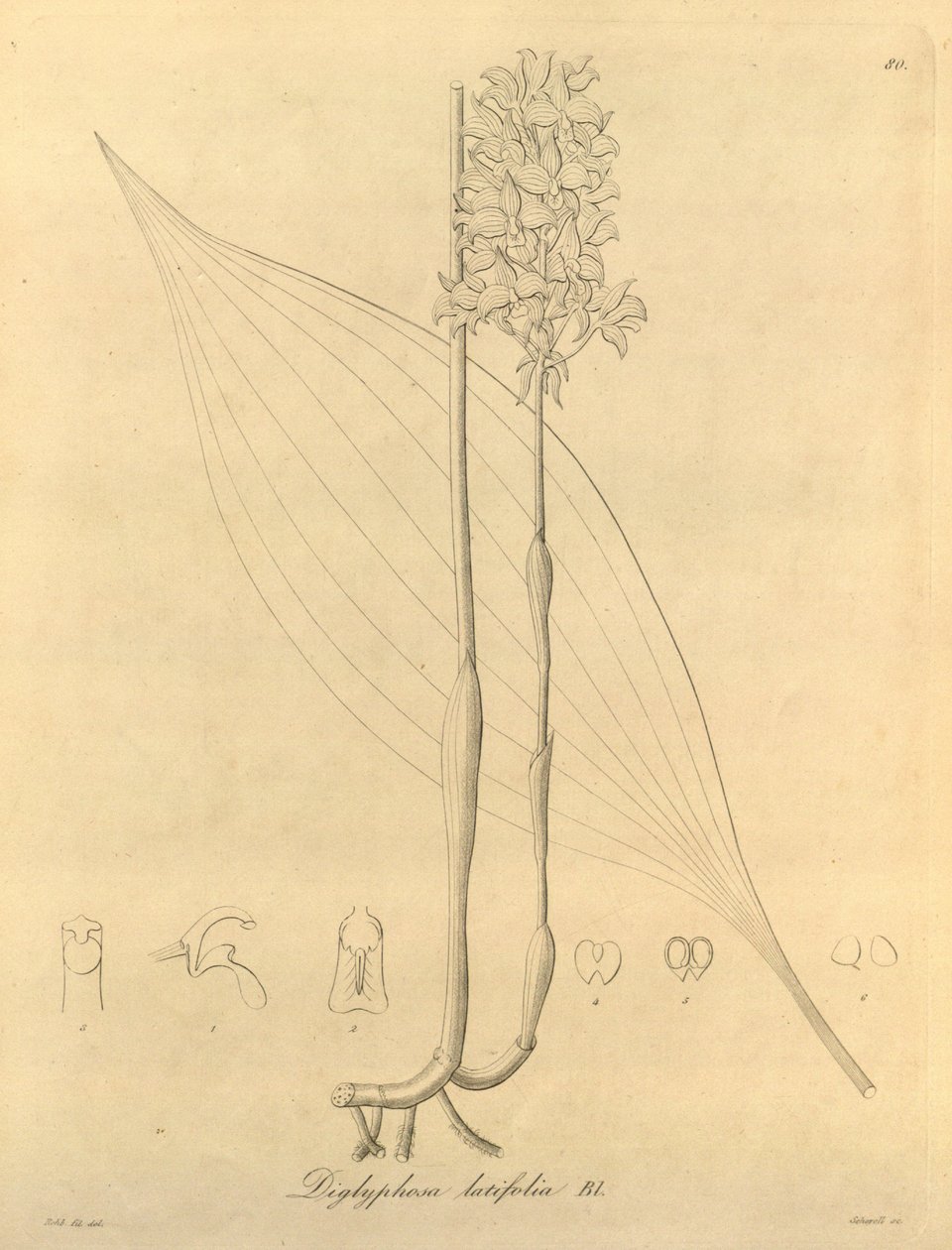 Diese Datei stammt aus der Biodiversity Heritage Library und ist online verfügbar unter biodiversitylibrary.org/page/696480 von Heinrich Gustav Reichenbach