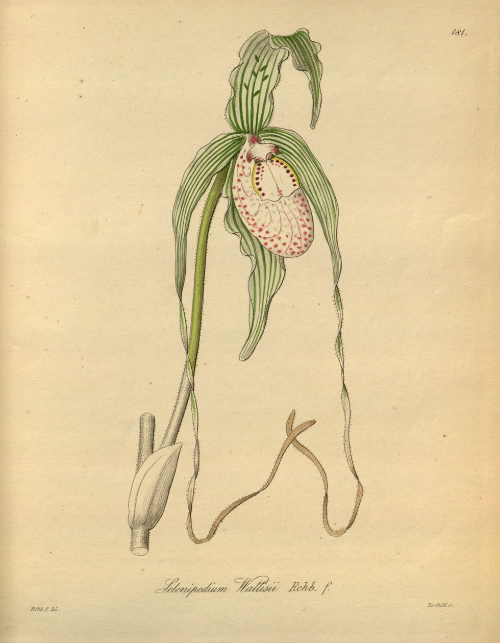 Diese Datei stammt aus der Biodiversity Heritage Library und ist online verfügbar unter biodiversitylibrary.org/page/698377 von Heinrich Gustav Reichenbach