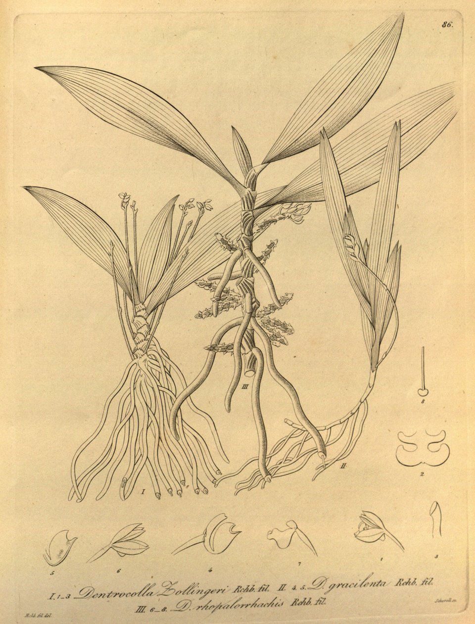Diese Datei stammt aus der Biodiversity Heritage Library und ist online verfügbar unter biodiversitylibrary.org/page/696486 von Heinrich Gustav Reichenbach