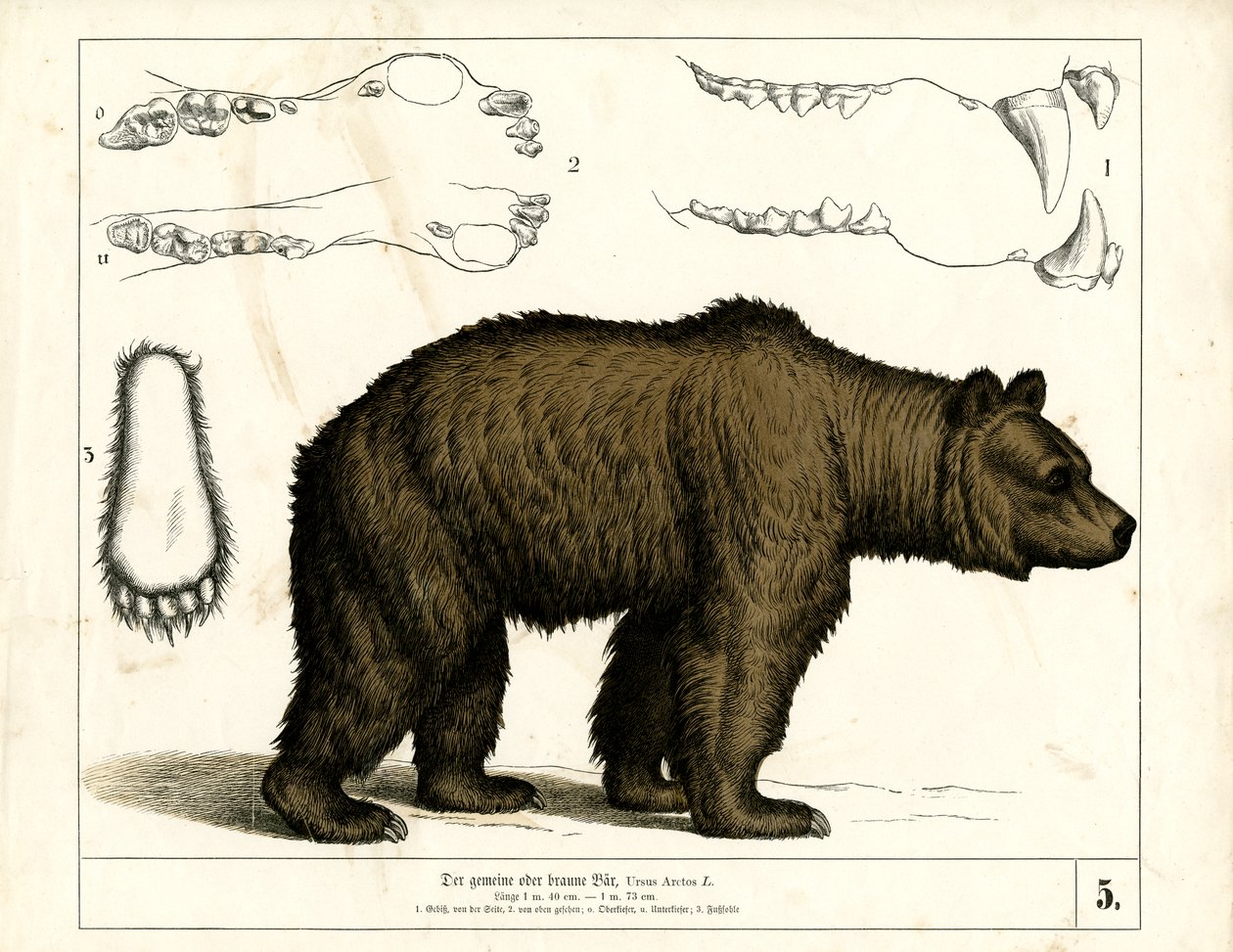 Braunbär mit anatomischen Details von Heinrich Leutemann