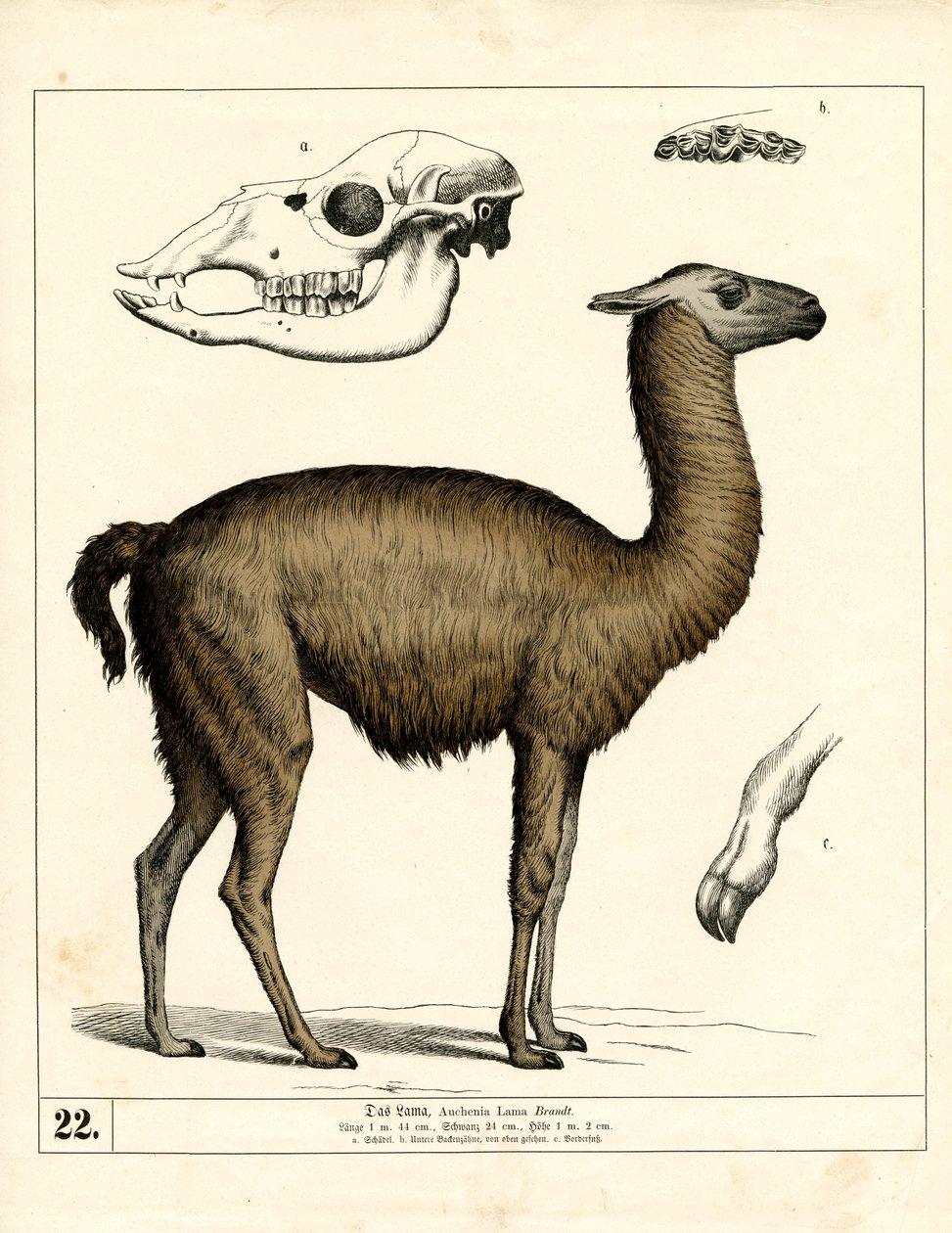 Lama mit Schädel und anatomischen Details von Heinrich Leutemann