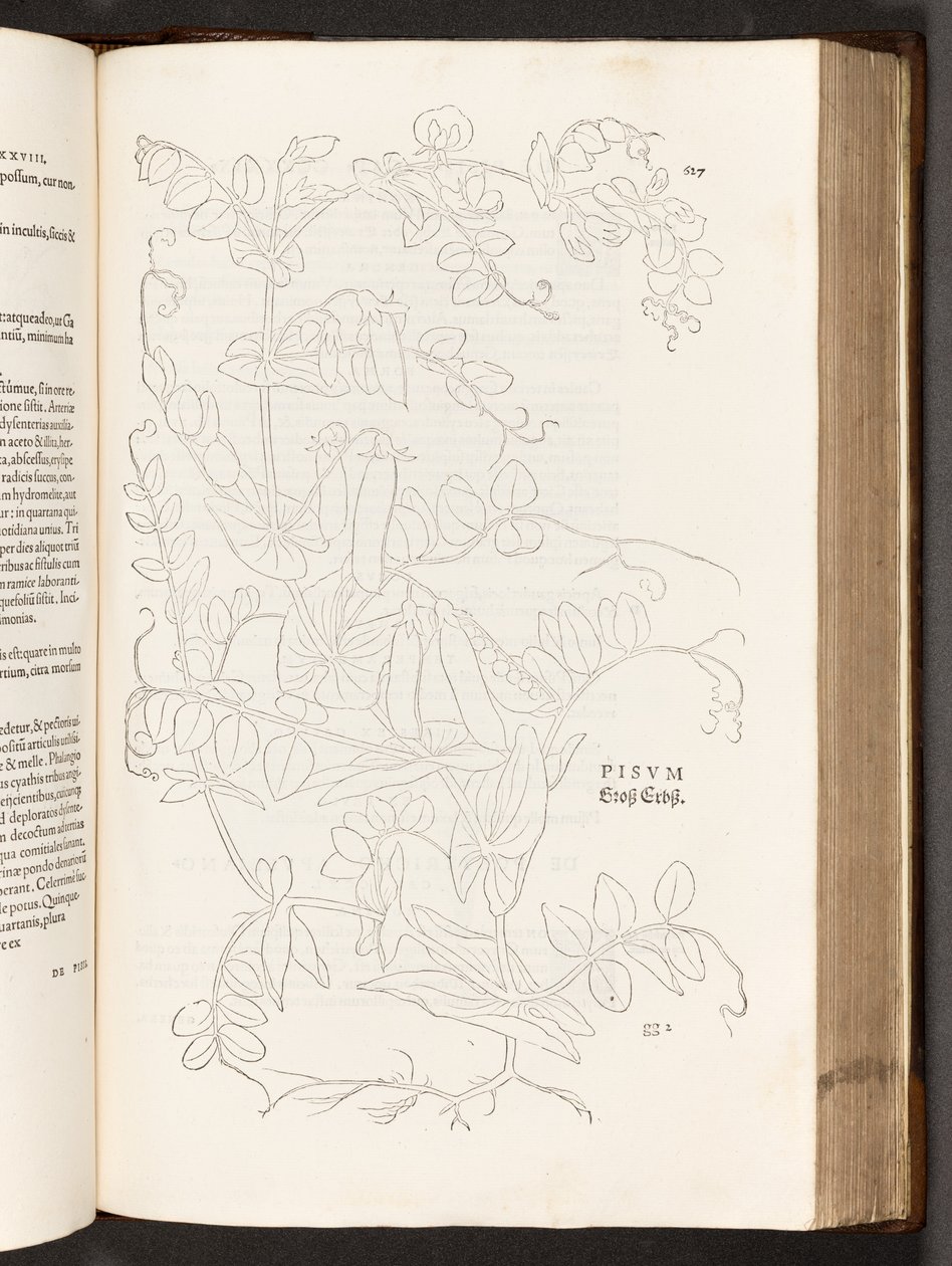 BT3.267.5 S.627 Erbse, Illustration aus De historia stirpium commentarii insignes von Leonhart Fuchs, 1542 von Heinrich and Meyer, Albert Fullmaurer