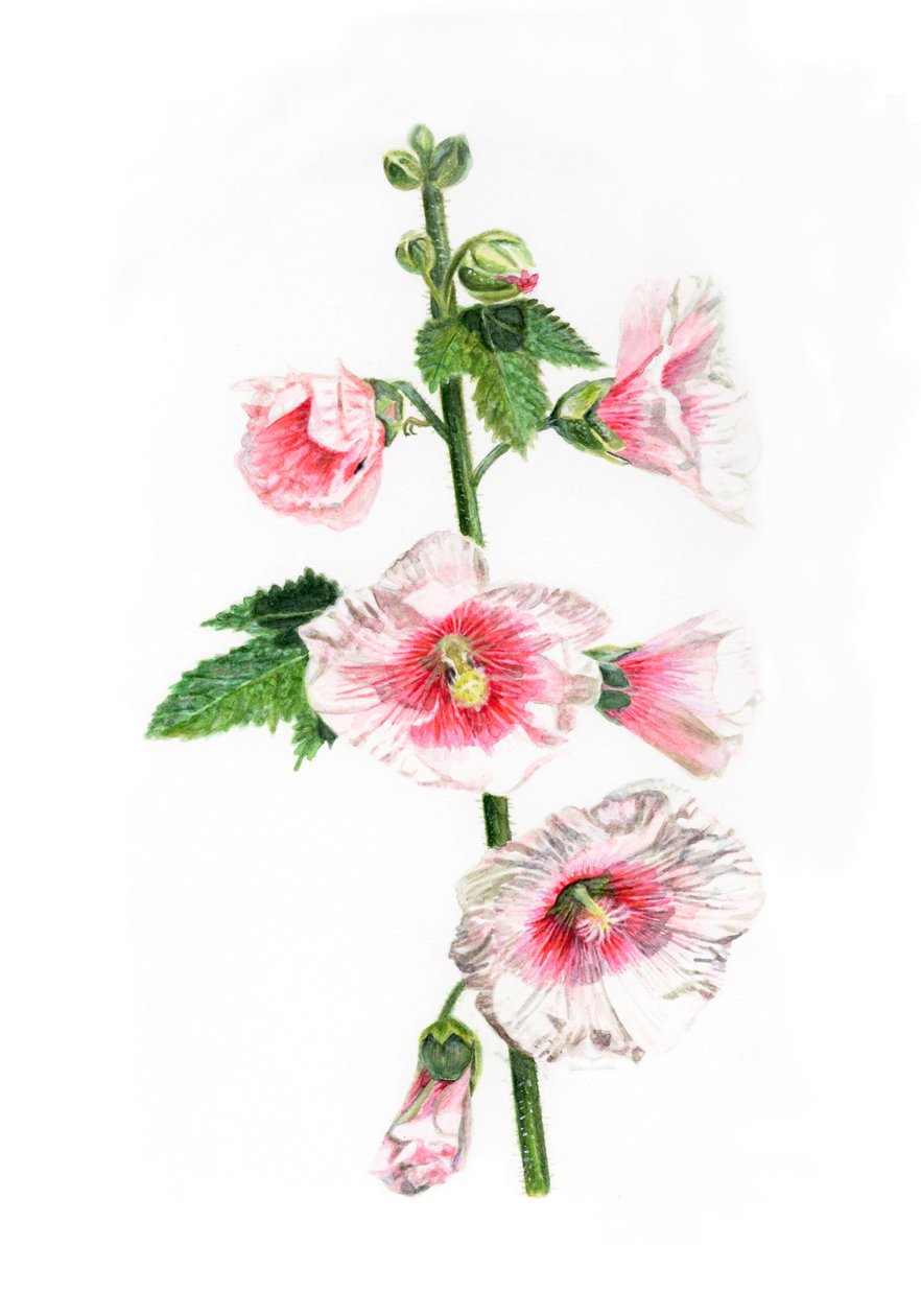 Stockrosen, 2021 von Helen White