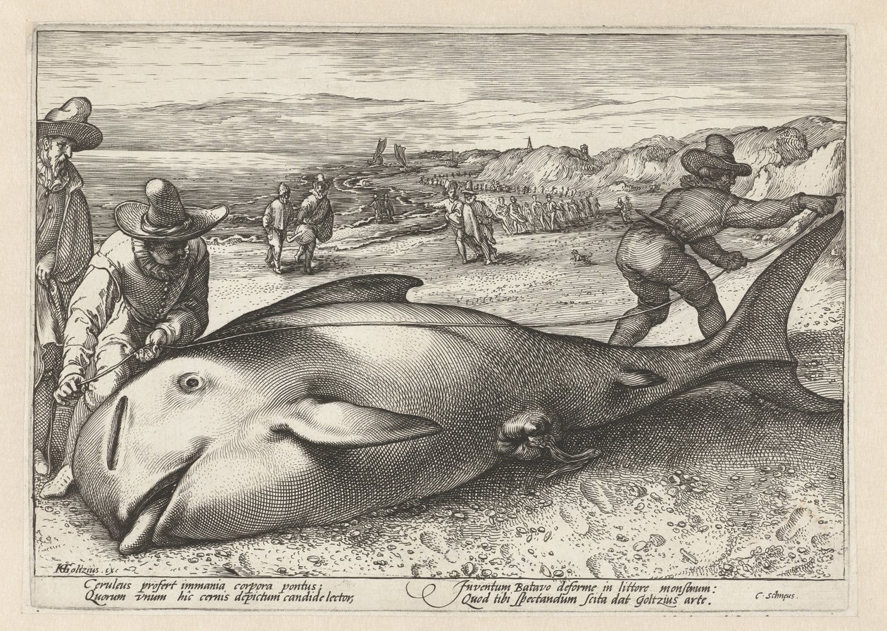 Zwei Männer messen einen gestrandeten Wal von Hendrick Goltzius (workshop of)