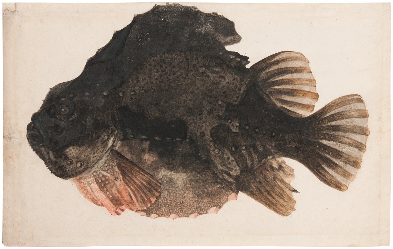 Studie eines männlichen Seehasen von Hendrick Goltzius