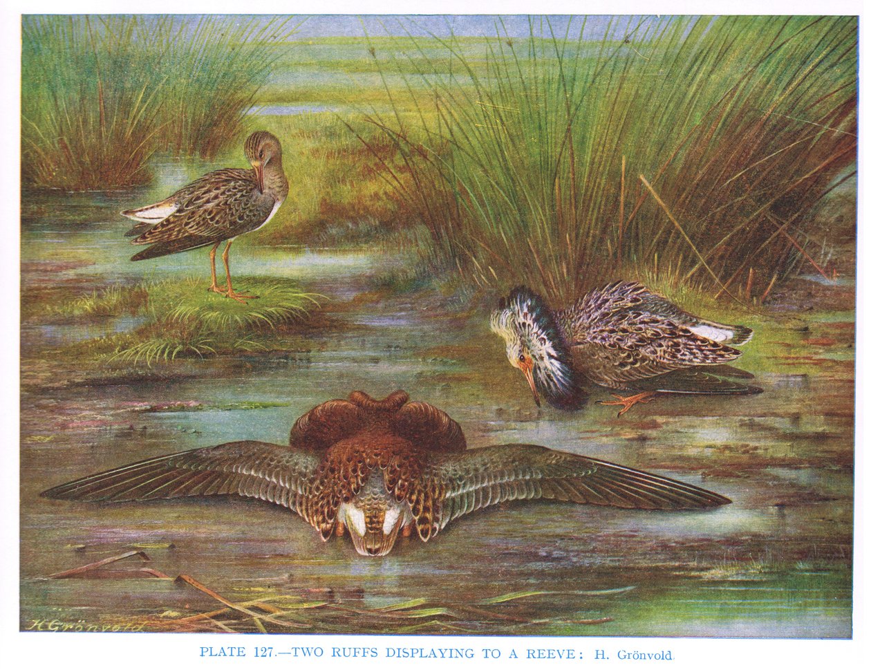 Kampfläufer, Illustration aus 