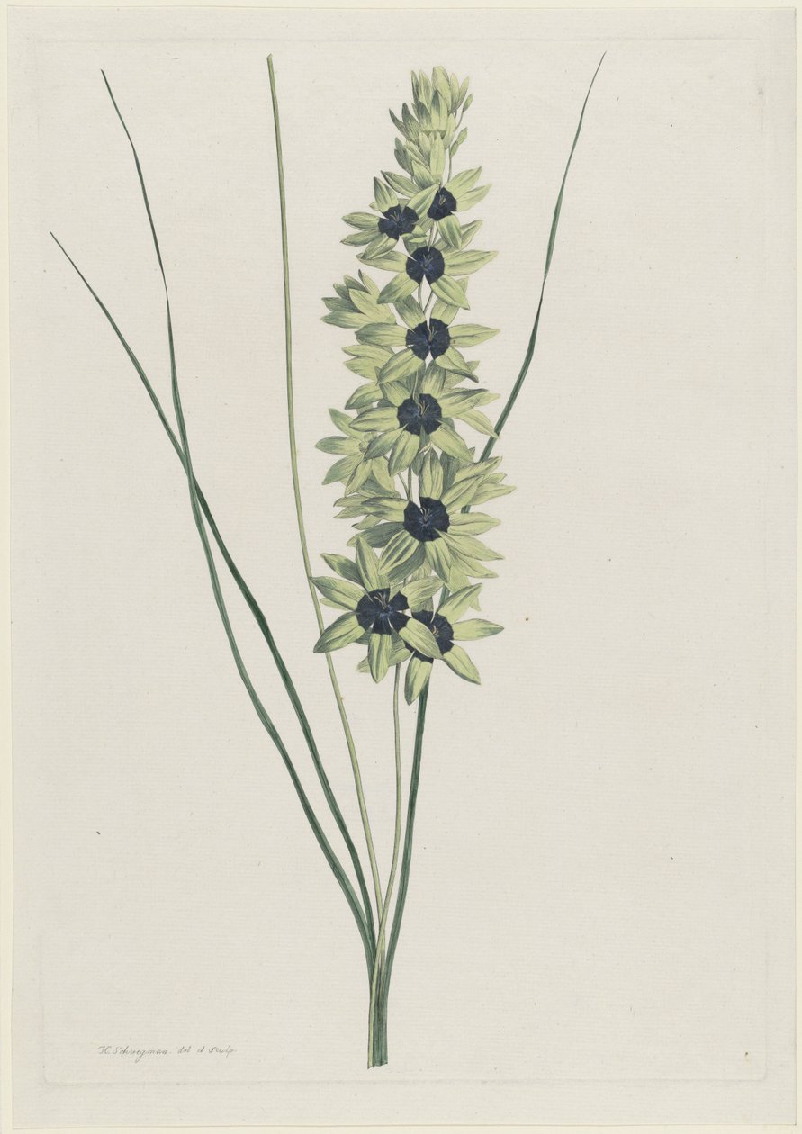 Afrikanische Iris (Ixia maculata viridis) von Hendrik Schwegman