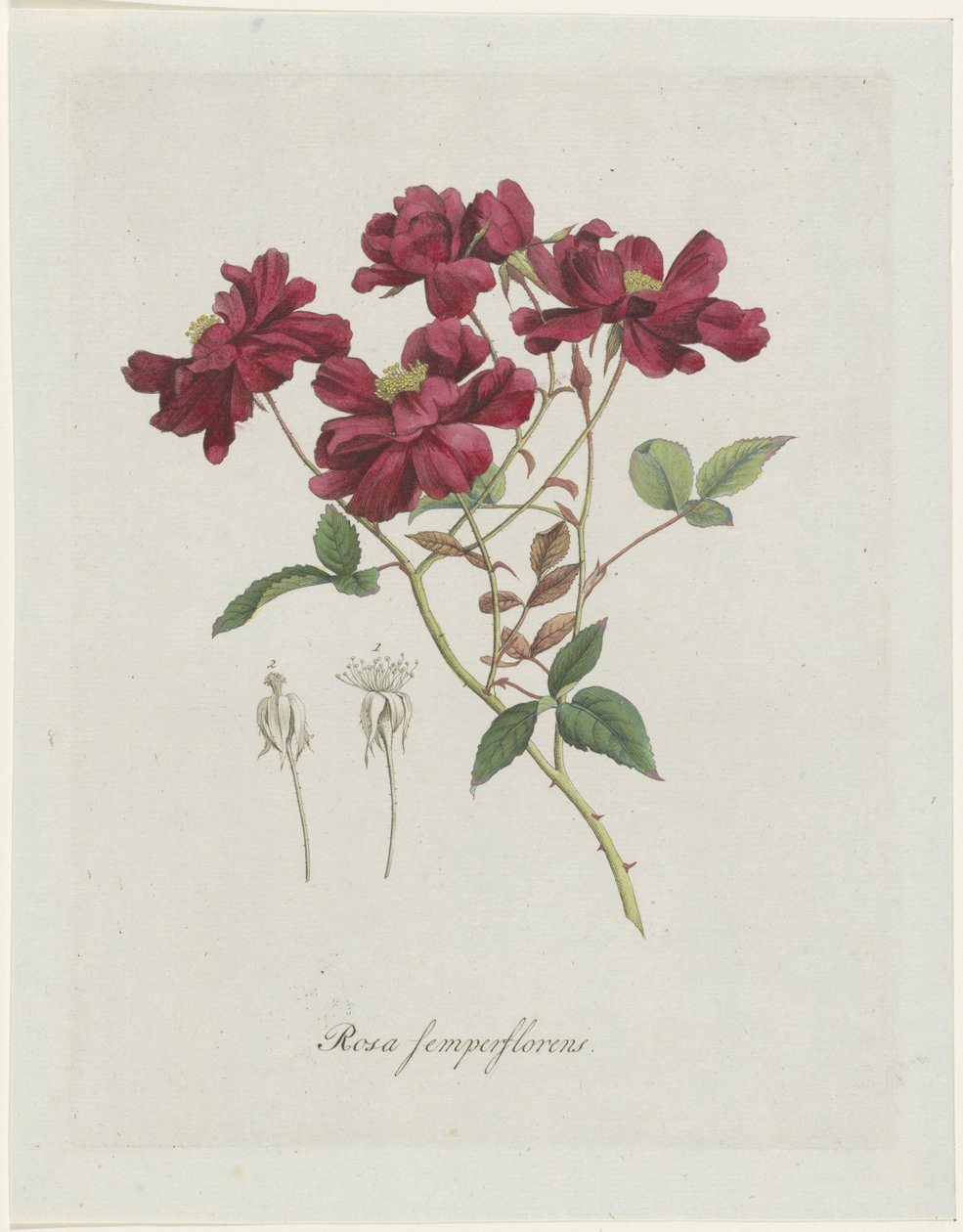 Chinesische Rose (Rosa chinensis Jacq.) von Hendrik Schwegman