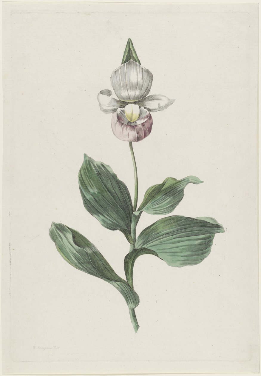 Orchidee Frauenschuh (Cypripedium reginae Walter) von Hendrik Schwegman